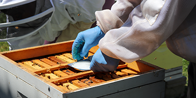 Students beekeeping.