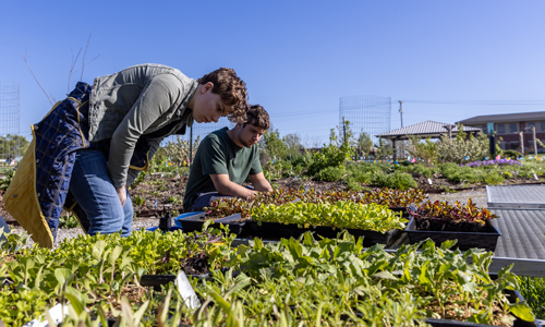 Students helping at community garden.